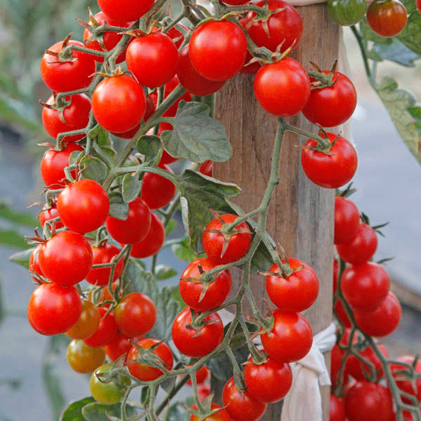 Tomato Crokini F1 Quality Pack Seeds Vegetable/Salad