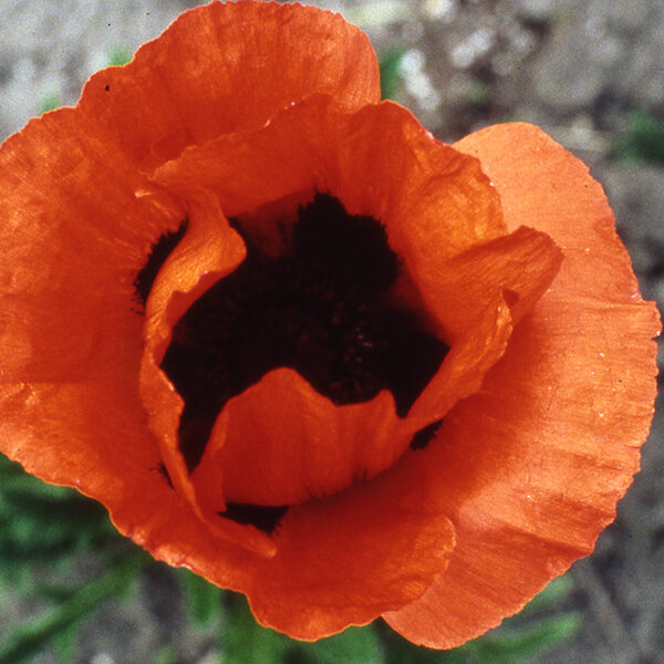 Papaver (Poppy) New Hybrids Mix Quality Flower Seeds