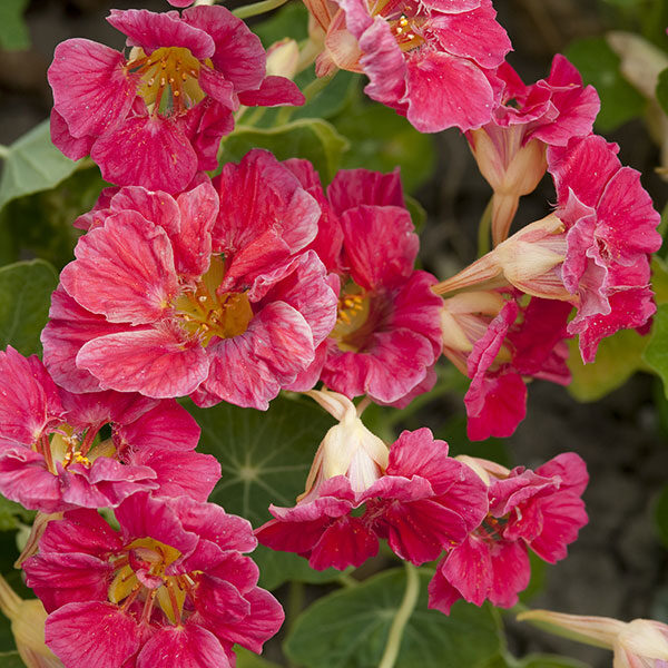 Nasturtium Cherry Rose Jewel Quality Flower Seeds