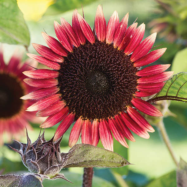 Sunflower 'Ms Mars' Quality Flower Seeds