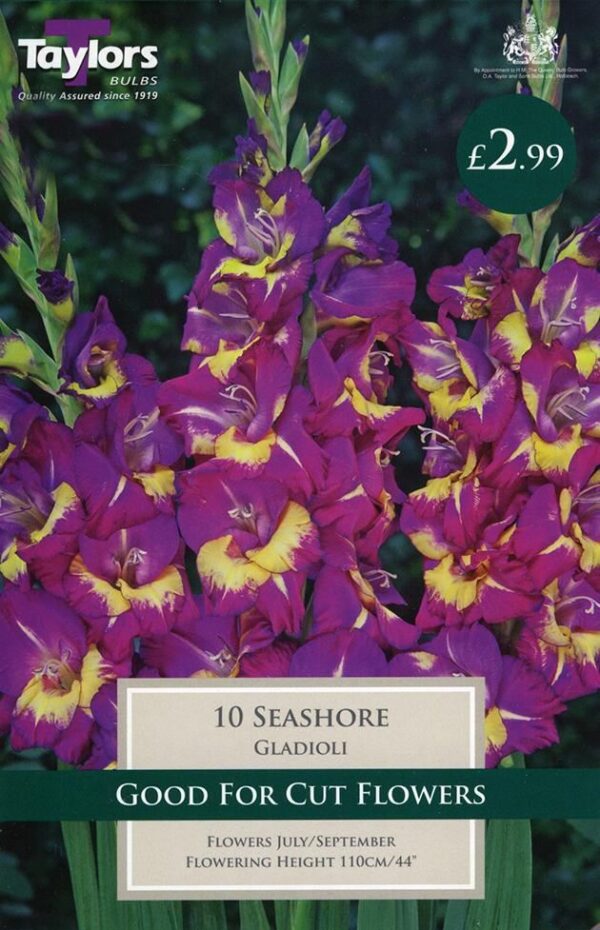 Large Gladioli 'Seashore' Summer Flowering Bulbs Pack x10