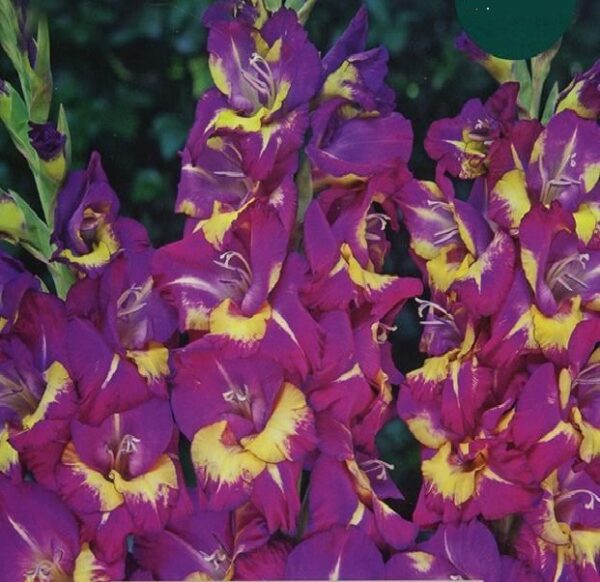 Large Gladioli 'Seashore' Summer Flowering Bulbs Pack x10
