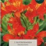 Alstroemeria 'Orange King' Bulbs,Tubers & Bareroot Perennials Pack x1