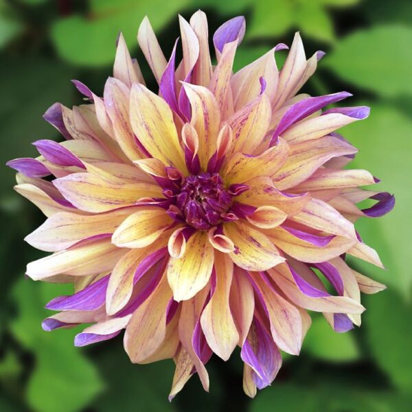 Dahlia Bulb/Tuber 'French Cancan' Top Quality Summer Bulbs
