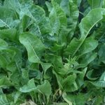Horseradish Root/Thong Quality Bulbs & Vegetables Pack x2