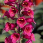 Foxglove Digitalis Foxlight™ Plum Gold XXL Supersize Plug Plants Pack x3