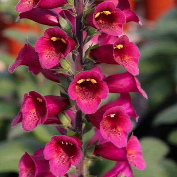 Foxglove Digitalis Foxlight™ Plum Gold XXL Supersize Plug Plants Pack x3