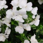 Nemesia Wisley Vanilla White Summer Garden / Basket  Plug Plants Pack x6