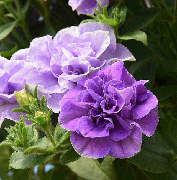 Petunia Trailing Tumbelina "Maria" Trailing Basket Plug Plants x6