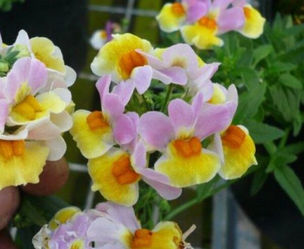 Nemesia Sundae 'Lavender Sherbert' Summer Garden / Basket Plug Plants Pack x6