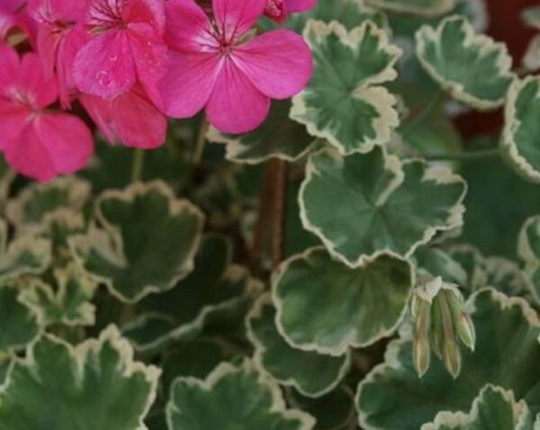 Geranium Zonal Variegated 'Madame Salleron' Plug Plants Pack x6