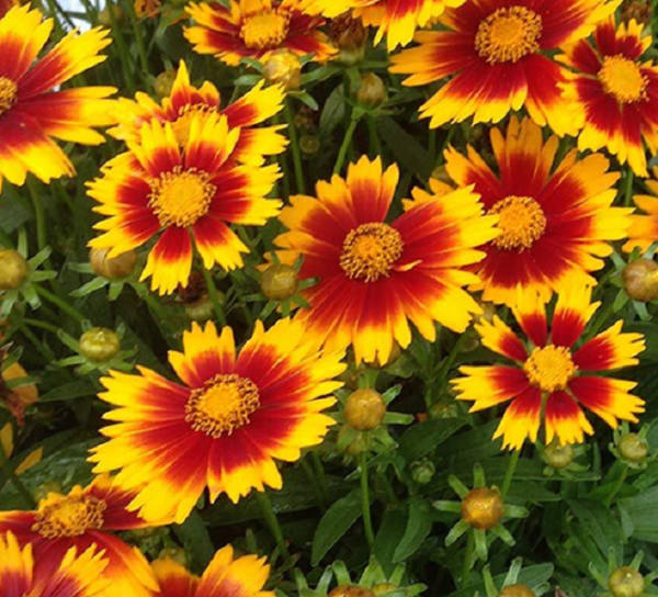 Coreopsis Uptick 'Yellow-Red' Perennial Plug Plants Pack x6