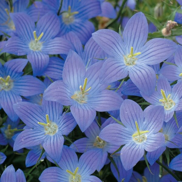 Campanula Poscharskyana Hirsch Blue Perennial Plug Plants Pack x6