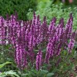 Salvia Nemerosa Pink 'Sensation Rose' Perennial Plug Plants Pack x6