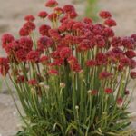 Armeria Pseudarmeria 'Ballerina Red' Perennial (LARGE) Plug Plants Pack x6