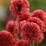 Armeria Pseudarmeria 'Ballerina Red' Perennial (LARGE) Plug Plants Pack x6