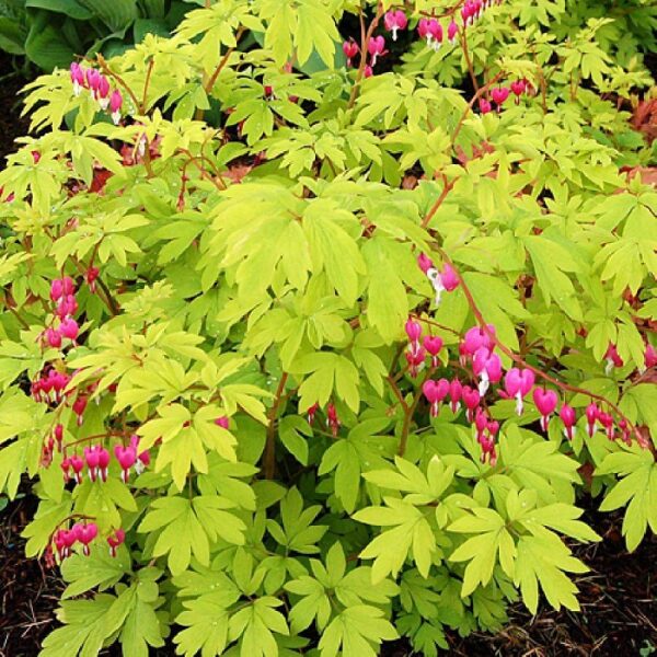 Dicentra Spectabilis (Bleeding heart) 'Gold Heart' Perennial XXL Supersize Plug Plants Pack x3