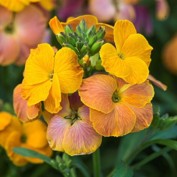 Erysimum 'Spring Breeze Sunset LARGE Perennial Wallflower Plug Plants Pack x6