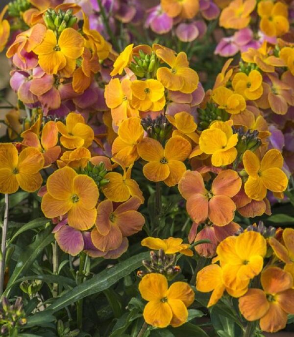 Erysimum 'Spring Breeze Sunset LARGE Perennial Wallflower Plug Plants Pack x6