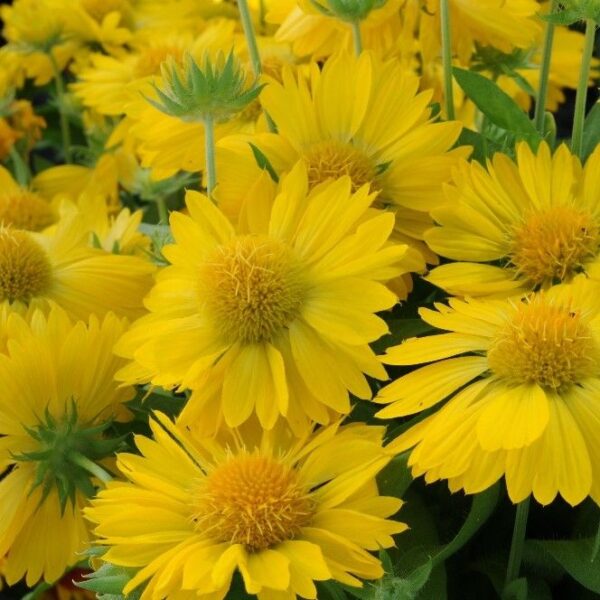 Gaillardia Hybrida Mesa™ Yellow Plug Plants Pack x6