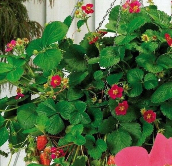 Strawberry Rosana® F1 (Roman) Vegetable/Fruit Plug Plants Pack x6