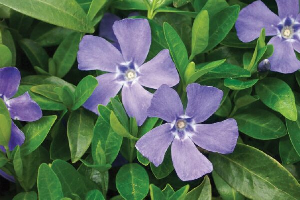Vinca Major Deep Blue Perennial Garden Plug Plants Pack x6