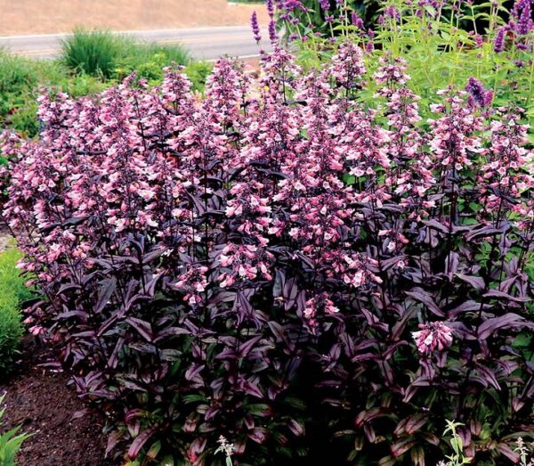 Penstemon 'Dakota Burgundy' Perennial Plug Plants Pack x6