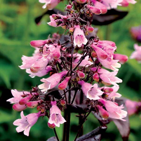 Penstemon 'Dakota Burgundy' Perennial Plug Plants Pack x6