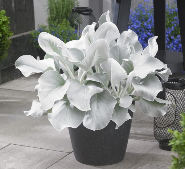 Senecio 'Angel Wings' Perennial Plug Plants Pack x6