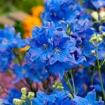 Delphinium Grandiflorum Dwarf Diamonds Blue™ (LARGE) Plug Plants Pack x6