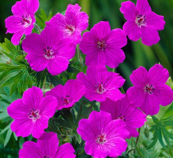 Hardy Geranium Sanguineum 'Tiny Monster' Perennial XXL Supersize Plug Plants Pack x3