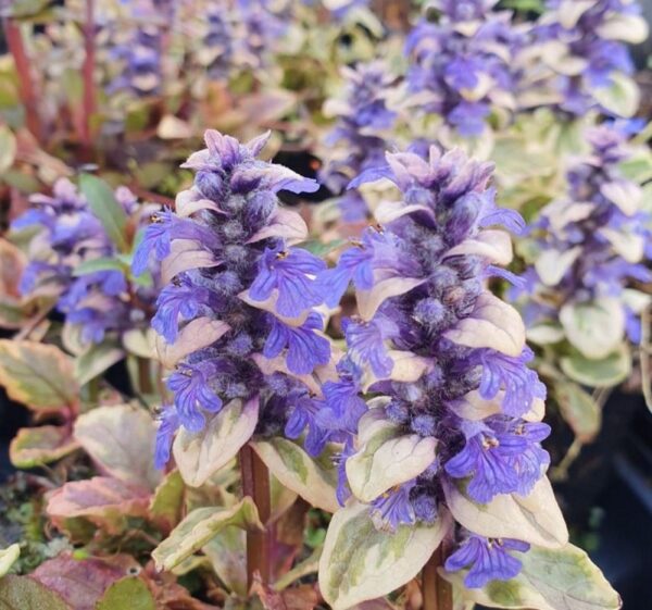 Ajuga Reptans 'Golden Beauty' Perennial LARGE Plug Plants Pack x6