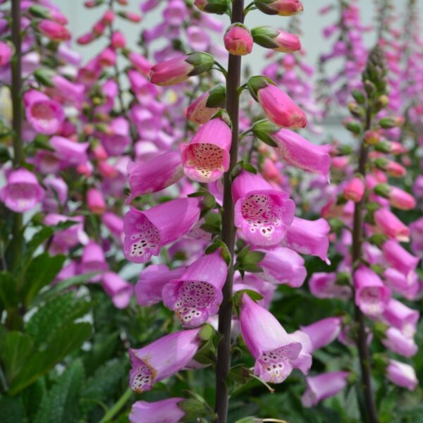 Foxglove Digitalis 'Panther' Plug Plants Pack x6