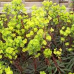 Euphorbia Polychroma 'Purpurea' Perennial LARGE Plug Plants Pack x6