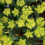 Euphorbia Polychroma 'Purpurea' Perennial LARGE Plug Plants Pack x6