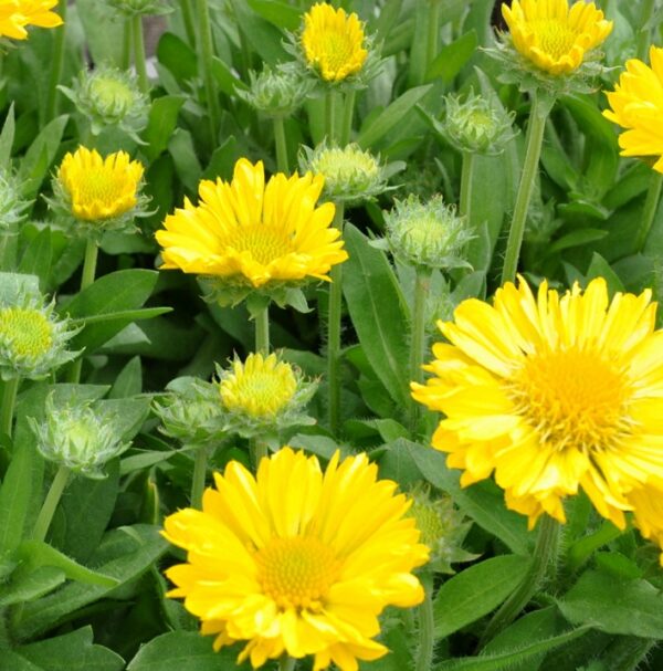 Gaillardia Mesa Mix F1 Grandiflora Perennial Plug Plants Pack x6