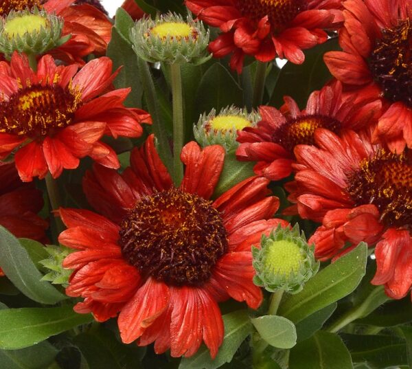 Gaillardia Mesa Mix F1 Grandiflora Perennial Plug Plants Pack x6
