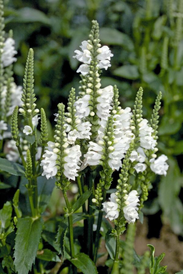 Physostegia 'Crystal Peak' White LARGE Perennial Plug Plants Pack x6