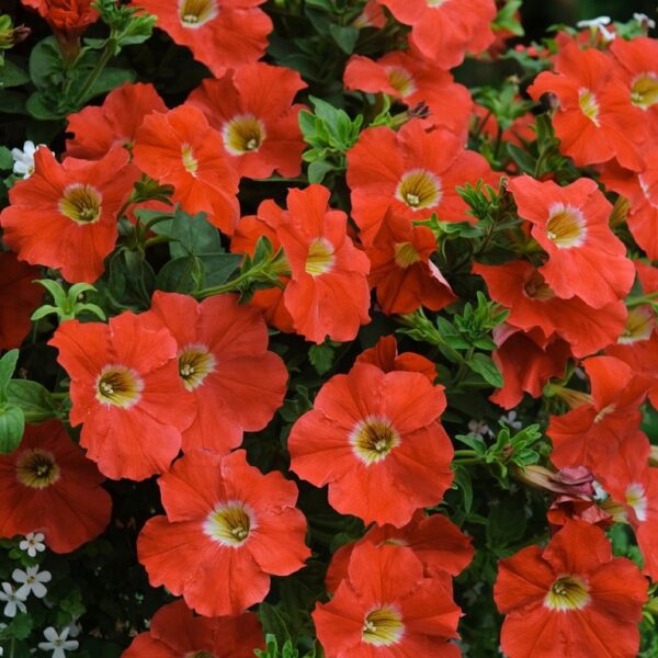 Petunia Semi Trailing Designer 'Tango' Plug Plants Pack x6