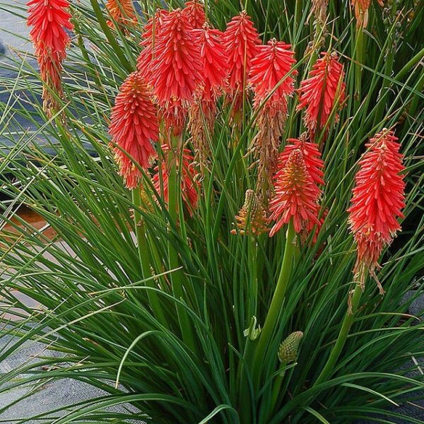 Kniphofia Dwarf POCO™ Red Perennial Plug Plants Pack x6
