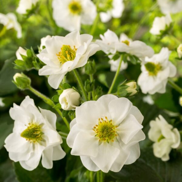 Strawberry 'Summer Breeze Snow' Pack x6 Plug Plants