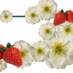 Strawberry 'Summer Breeze Snow' Pack x6 Plug Plants