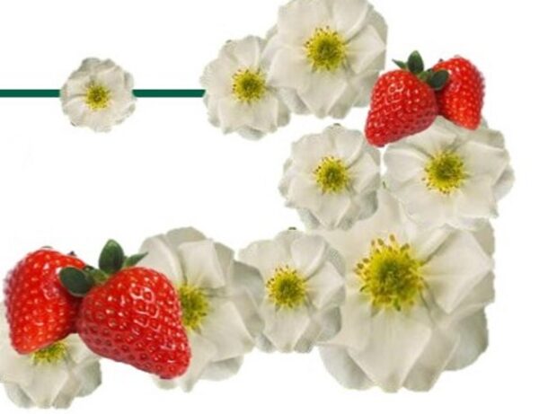 Strawberry 'Summer Breeze Snow' Pack x6 Plug Plants