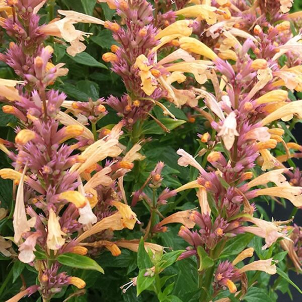 Agastache 'Peachie Keen' Perennial Plug Plants Pack x6