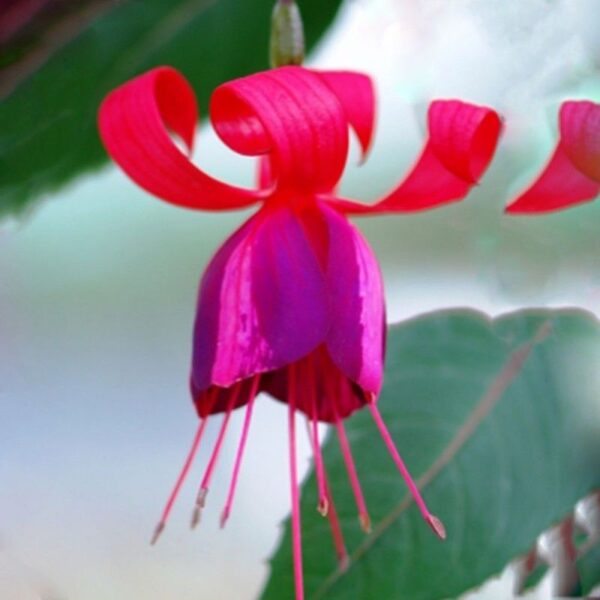 Fuchsia Bush X Hybrida 'Blands New Stripe' Summer Garden Plug Plants Pack x6