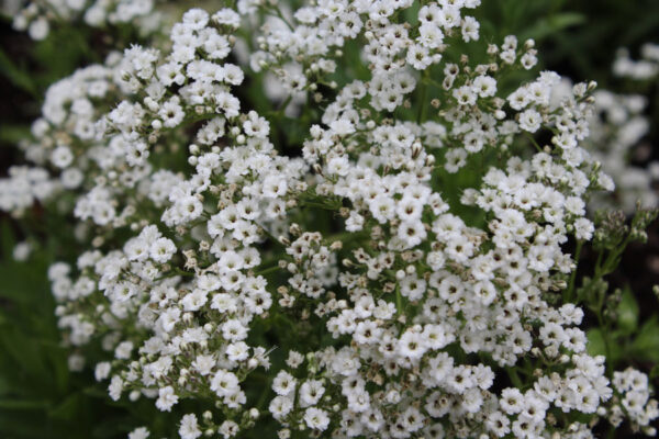 Gypsophila Paniculata Festival Star Supersize XXL Plug Plants Pack x3