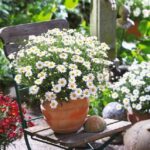 Marguerite Daisy 'Aramis® Mixed Colours Summer Plug Plants Pack x6