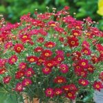 Marguerite Daisy 'Aramis® Mixed Colours Summer Plug Plants Pack x6