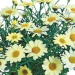 Marguerite Daisy 'Aramis® Mixed Colours Summer Plug Plants Pack x6