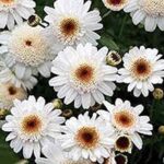 Marguerite Daisy 'Aramis® Mixed Colours Summer Plug Plants Pack x6